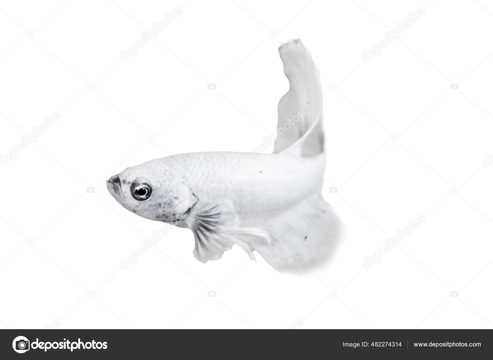 Pesce bianco Foto Stock, Pesce bianco Immagini | Depositphotos