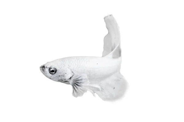 白色贝塔鱼 独立于白色背景 适用于设计库存物品 稀有暹罗格斗鱼 贝塔斑纹鱼 贝塔曼多 大贝塔 — 图库照片