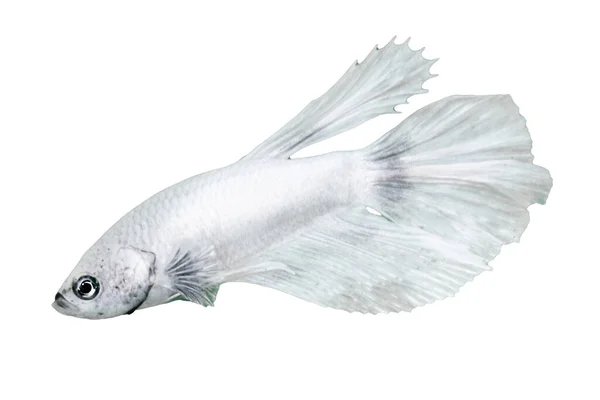 Λευκό Ψάρι Betta Απομονώνονται Πάνω Από Λευκό Φόντο Χρώμα Κατάλληλο — Φωτογραφία Αρχείου