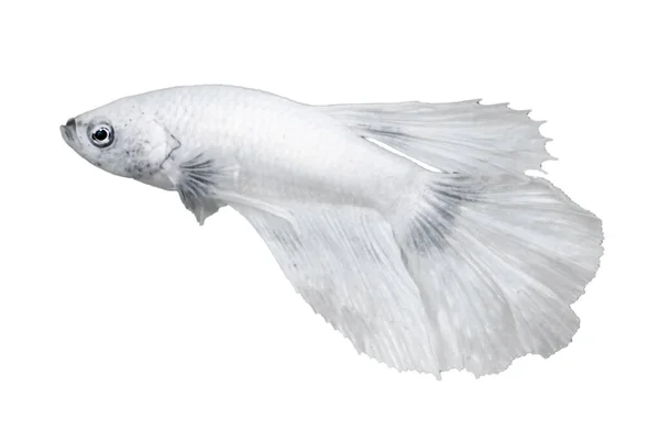 White Betta Fish Isolated White Color Background Suitable Design Stock — стокове фото