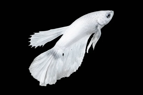 Poisson Betta Blanc Isolé Sur Fond Couleur Noire Convient Pour — Photo