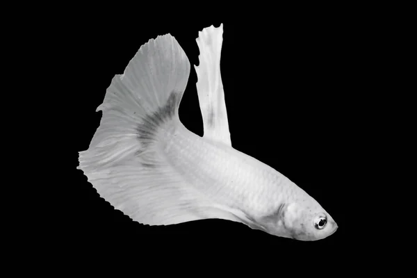 Pesce Bianco Betta Isolato Sfondo Colore Nero Adatto Oggetti Design — Foto Stock