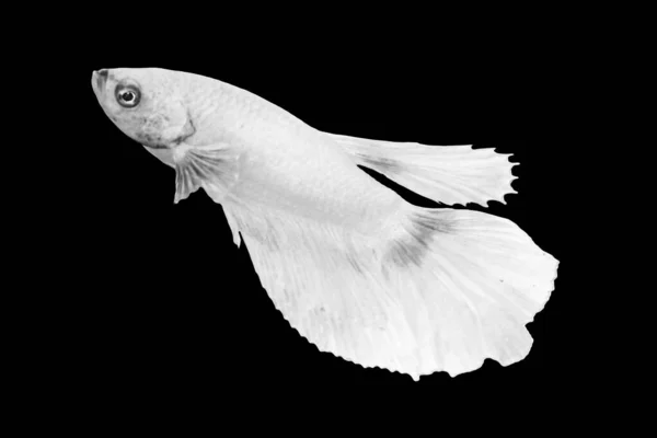 Weiße Betta Fisch Isoliert Über Schwarzer Farbe Hintergrund Geeignet Für — Stockfoto