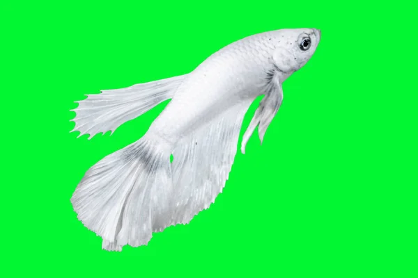Λευκό Ψάρι Betta Απομονωμένο Πάνω Από Πράσινο Χρώμα Φόντο Κατάλληλο — Φωτογραφία Αρχείου