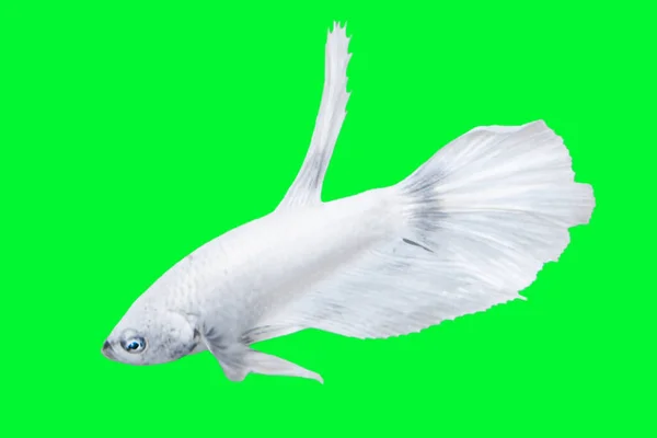 Λευκό Ψάρι Betta Απομονωμένο Πάνω Από Πράσινο Χρώμα Φόντο Κατάλληλο — Φωτογραφία Αρχείου