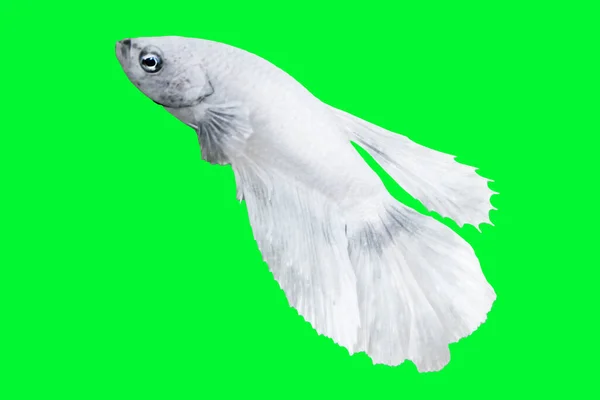 화이트 White Betta Fish 바탕에 고립되어 Suitable Design Stock Object — 스톡 사진