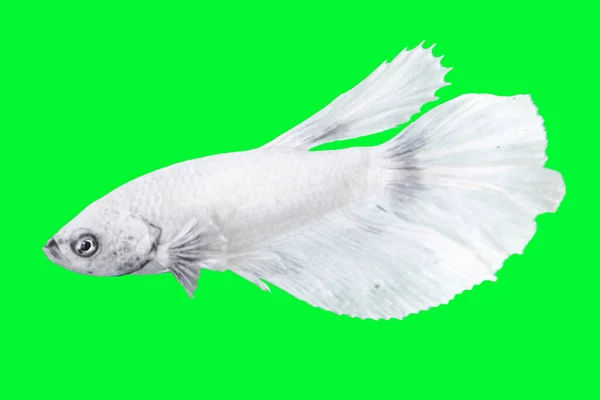 Weiße Betta Fisch Isoliert Über Grüne Farbe Hintergrund Geeignet Für — Stockfoto