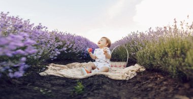 Küçük bir çocuk, bir oğlan, lavanta tarlasında piknik yapıyor. Güneşli yaz günü