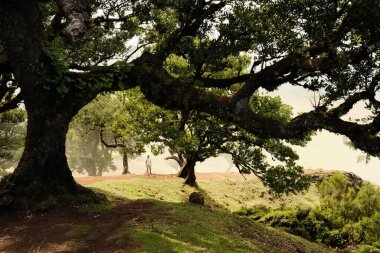 Huzurlu kırsal manzara, sakin kırsal manzara iki kişinin antik meşeler ve yumuşak güneş ışığı arasında gezindiğini gösteriyor.
