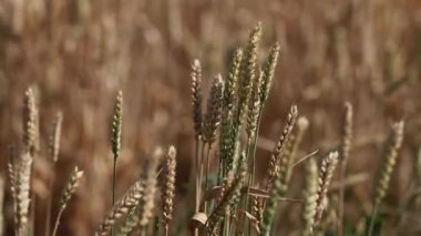 Yeşil buğday sapları rüzgarda bükülüyor, olgunlaşmamış kulaklarda sığ alan derinliği çiğ uçlu, sessiz toprak tonları, yakın çerçeve
