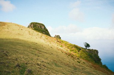 Parlak tepe kaçışı, yapayalnız ağaçlı güneşli çayır, yalnız ağaç ve sakin deniz içeren parlak çimenli tepe.