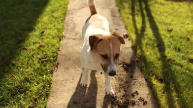 Bahçe yolunu kazan yaramaz teriyerler, altın güneş ışığı saçılmış toprak, neşeli arka bahçe müfettişi çamurlu patika izleri yaratıyor.,