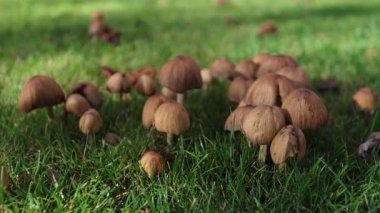 Kapalı çimen mantar kümesi Şafak vakti, çiğ damlaları üzerinde yumuşak güneş ışığı, sığ alan derinliği, ayrıntılı kapak dokusu ve nemli