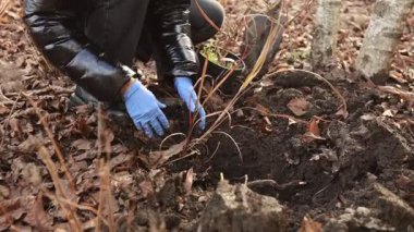Toprağa genç fidan eken eller, mavi eldivenli ellerin yakın dizilimi, samanların arasında taze bir deliğe kök salmak ve düşmek.
