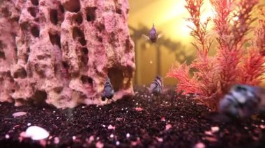 Çizgili siyah beyaz ciclid substratı keşfeder, dipte yaşayan canlılara yakın çekim yapar kaya ve pembe bitkinin yanında çakıl ve yarık gezer.,