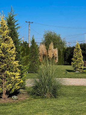 Pampalar manikürlü çimlerde toplanır, kozalaklı çalılar çerçeve sahnesi, çim, elektrik direği ve kabloların yanında uzanan çakıl yolu.