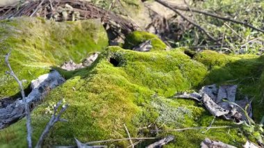 Kaya yüzeyini kaplayan yeşil yosunlar küçük oyuklar, düşmüş yapraklar ve dallarla yumuşak yastık dokusunu ortaya çıkarıyor.