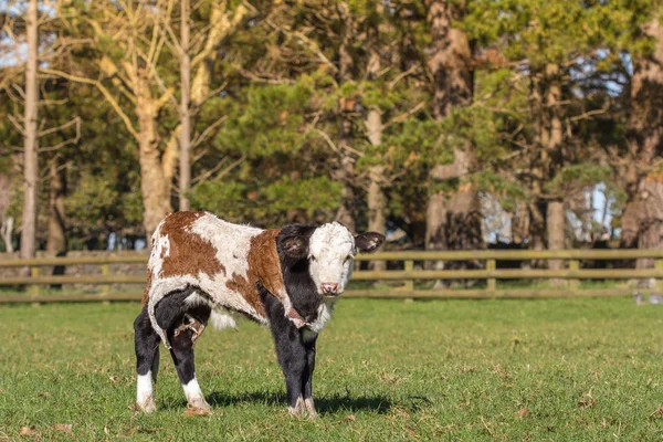 Ternera de primavera huérfana con piel de vaca —  Fotos de Stock