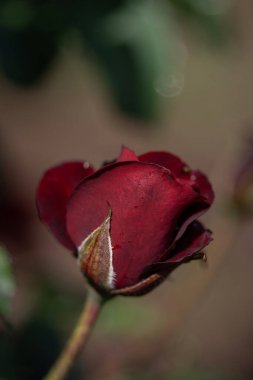 Koyu kırmızı Muhalefet Rose 'u seçici bir odak noktasıyla kapat