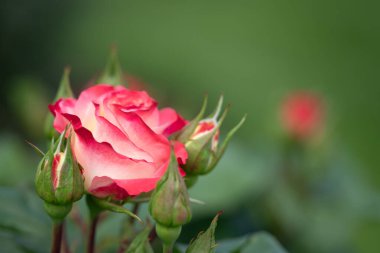 Close Up of Tropical Delight Rose bud with Selective Focus and Copy Space