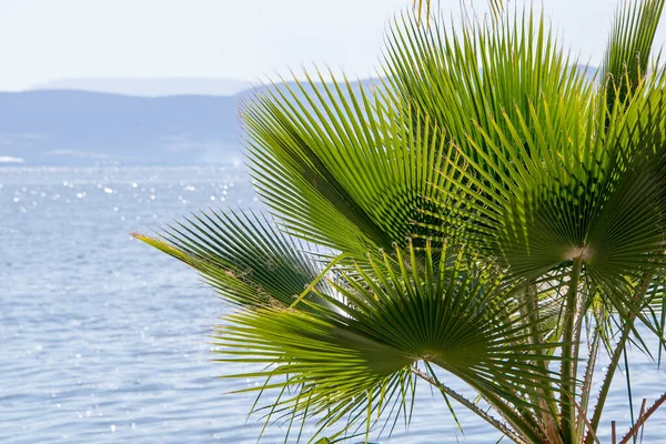 Symmetrical Fan Palm Leaves Mountain Background — Fotografia de Stock