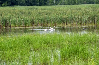 Sazlıklar ve kuğularla dolu yaz gölü, Prens Edward County, Kanada