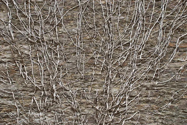 Сушені лози проти кам'яної стіни Ліцензійні Стокові Зображення