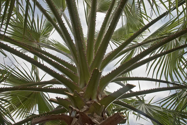 Vista al cielo de una palmera de abanico — Foto de Stock