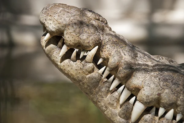 Timsah baş yan yakın çekim