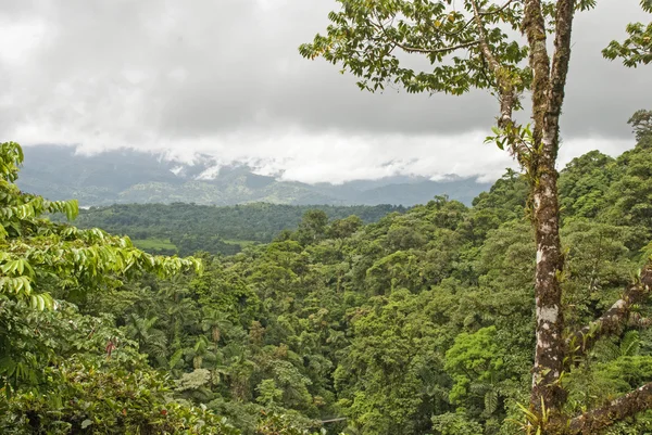 Selva tropical en costa rica — Foto de Stock