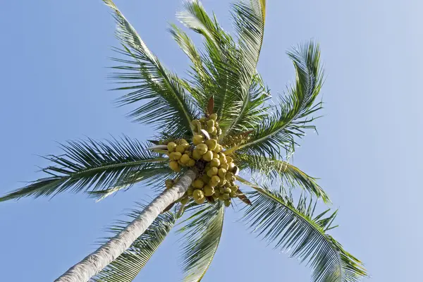 नारियल के साथ एकल खजूर का पेड़ — स्टॉक फ़ोटो, इमेज