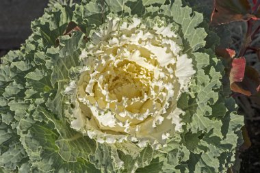 Süs lahana çiçeklenme 