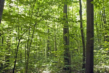 Doğu Kanada sonbahar orman