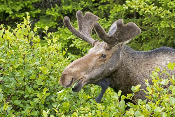 Newfoundland eland met geweien Rechtenvrije Stockafbeeldingen