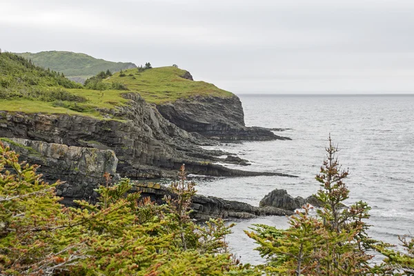 Rugged coast in Newfoundland Stock Image