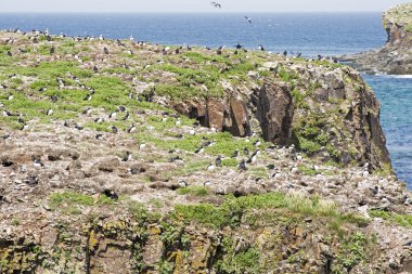 Martı seabird kolonisi Newfoundland