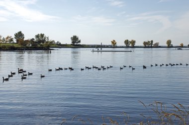 Doğu Kanada Kanada kazlar