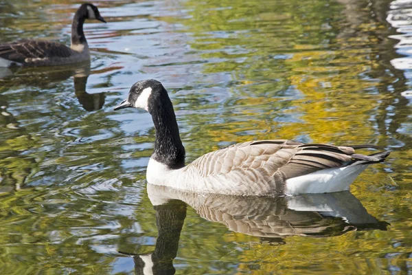 Canada Goose swimming in waterway — Stock Photo, Image