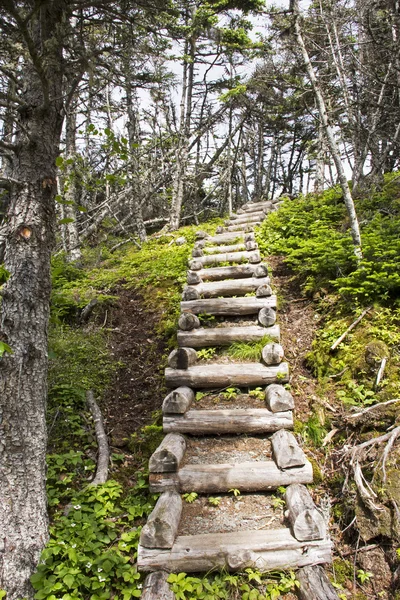 Escaliers de sentier sauvage à Terre-Neuve — Photo