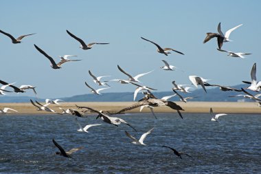 Uçan deniz kuşları sürüsü