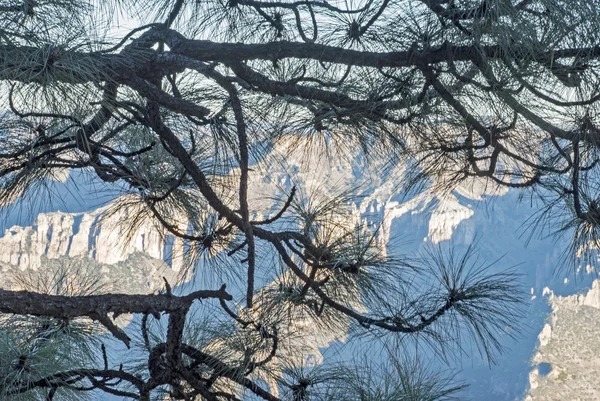 Ramas de pino con montañas — Foto de Stock