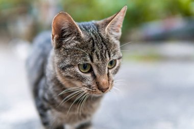 Şirin ve güzel sokak kedileri, güzel gözleri, kedi yavrusu, aç ve korkmuş, neşeli bir ruh hali içinde.