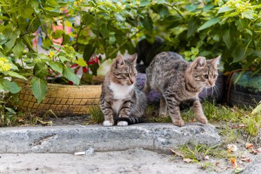 Şirin ve güzel sokak kedileri, güzel gözleri, kedi yavrusu, aç ve korkmuş, neşeli bir ruh hali içinde.