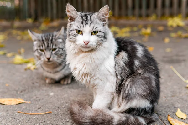 Söta Och Vackra Gatukatter Med Vackra Ögon Kattunge Hungriga Och — Stockfoto