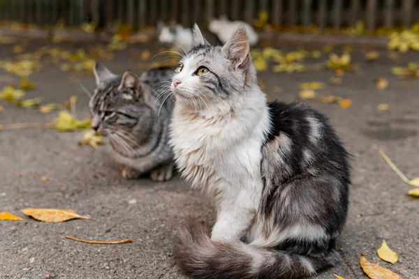 Söta Och Vackra Gatukatter Med Vackra Ögon Kattunge Hungriga Och — Stockfoto