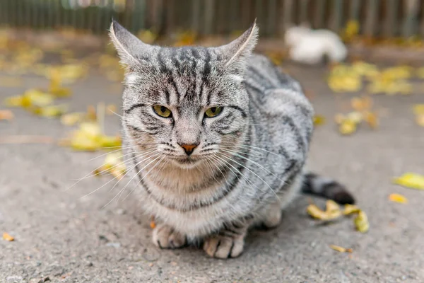 Χαριτωμένες Και Όμορφες Γάτες Του Δρόμου Όμορφα Μάτια Γατάκι Πεινασμένες — Φωτογραφία Αρχείου