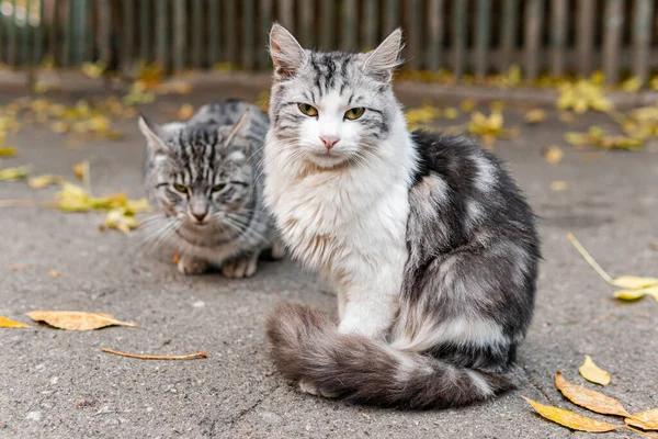 Söta Och Vackra Gatukatter Med Vackra Ögon Kattunge Hungriga Och — Stockfoto