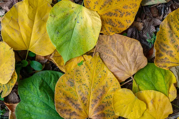 Verschiedene Große Bunte Gelbe Orange Und Grüne Herbstblätter Auf Dem — Stockfoto