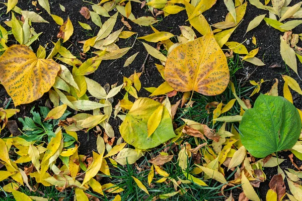 Verschiedene Große Bunte Gelbe Orange Und Grüne Herbstblätter Auf Dem — Stockfoto