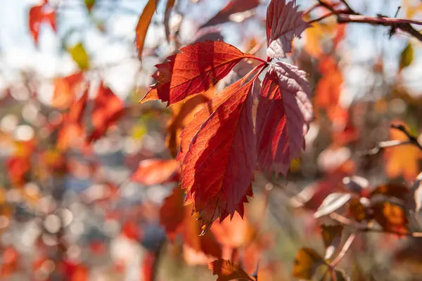 Hojas Multicolores Uva Aire Libre Otoño Rojo Naranja Amarillo Verde — Foto de Stock